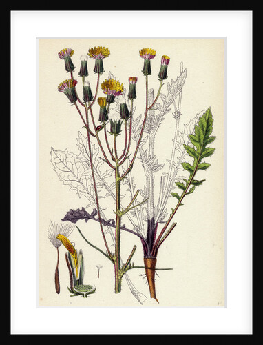 Crepis Taraxacifolia Small Rough Hawk's-Beard by Anonymous