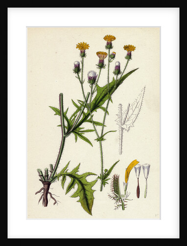 Crepis Setosa Bristly Hawk's-Beard by Anonymous