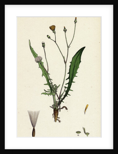 Crepis Virens Smooth Hawk's-Beard by Anonymous