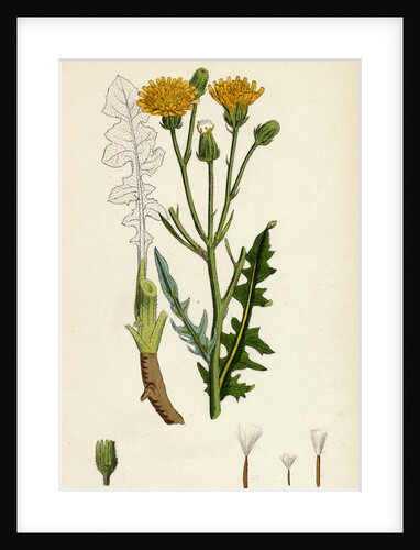 Crepis Biennis Large Rough Hawk's-Beard by Anonymous