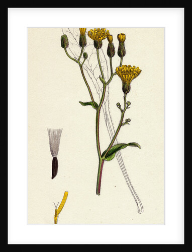Crepis Succisifolia Scabious-Leaved Hawk's-Beard by Anonymous