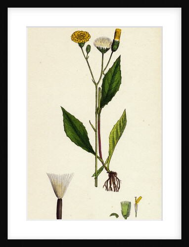 Crepis Paludosa Marsh Hawk's-Beard by Anonymous