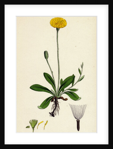 Hieracium Pilosella Mouse-Ear Hawkweed by Anonymous