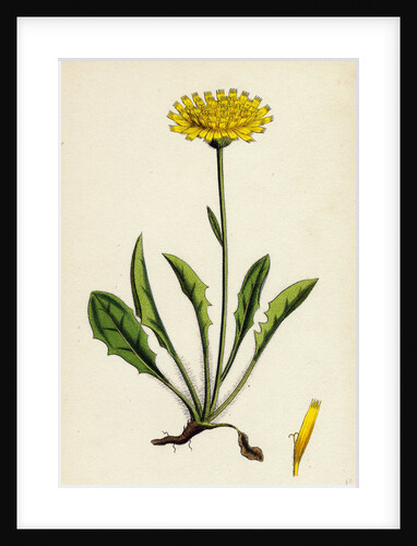 Hieracium Calenduliflorum Marygold-Flowered Hawkweed by Anonymous