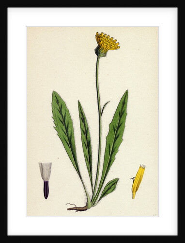 Hieracium Eximium Grey-Headed Hawkweed by Anonymous