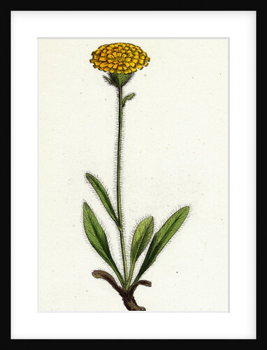 Hieracium Holosericeum Woolly-Headed Hawkweed by Anonymous