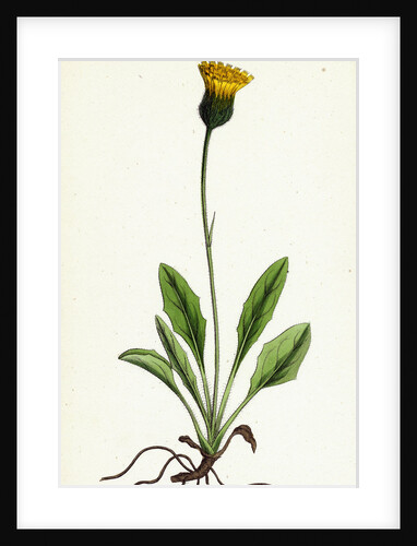 Hieracium Globosum Globose-Headed Hawkweed by Anonymous