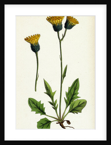 Hieracium Chrysanthum Var. Genuinum Golden-Flowered Hawkweed Var. A. by Anonymous