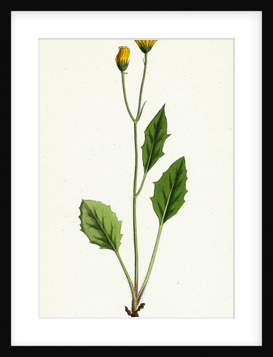 Hieracium Chrysanthum Var. Microcephalum Golden-Flowered Hawkweed Var. B. by Anonymous