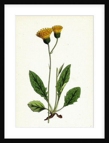 Hieracium Nigrescens Black-Headed Hawkweed by Anonymous