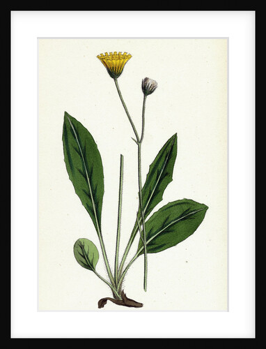 Hieracium Senescens Grey-Lingulate-Leaved Hawkweed by Anonymous