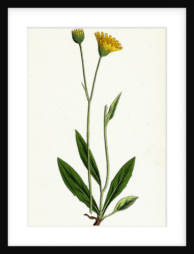 Hieracium Lingulatum Lingulate-Leaved Hawkweed by Anonymous