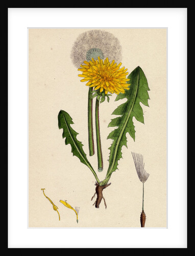 Taraxacum Officinale Var. Genuinum Common Dandelion Var. A. by Anonymous