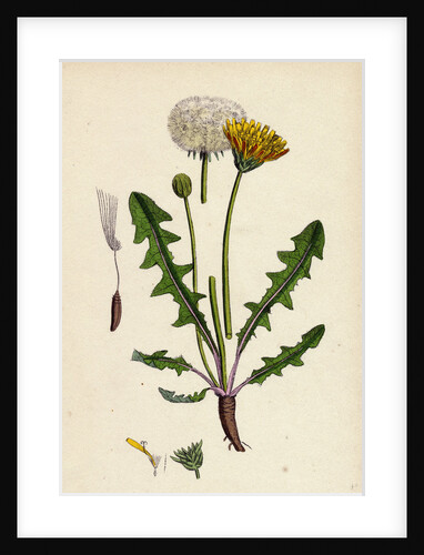 Taraxacum Officinale Var. Palustre Common Dandelion Var. D. by Anonymous