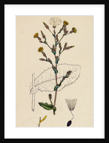 Lactuca Virosa Strong-Scented Lettuce by Anonymous