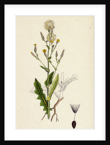 Lactuca Scariola Prickly Lettuce by Anonymous