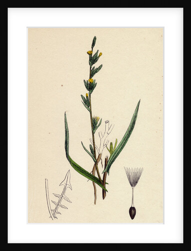 Lactuca Saligna Least Lettuce by Anonymous