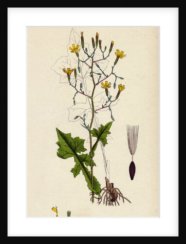 Lactuca Muralis Ivy-Leaved Lettuce by Anonymous