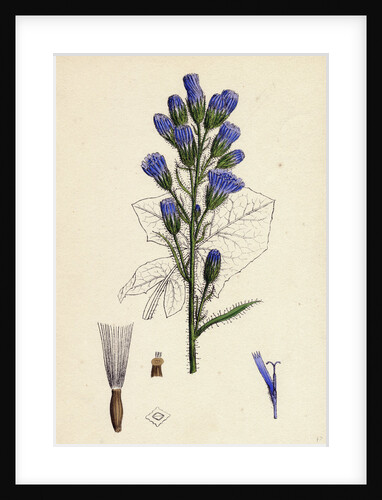 Mulgedium Alpinum Blue Sow-Thistle by Anonymous