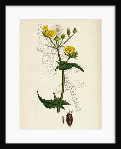Sonchus Oleraceus Smooth Sow-Thistle by Anonymous