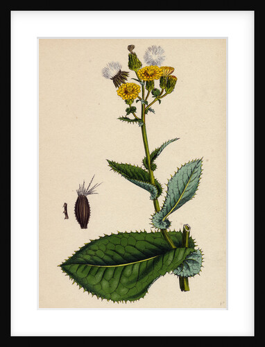 Sonchus Asper Rough Sow-Thistle Form with Undivided Leaves by Anonymous