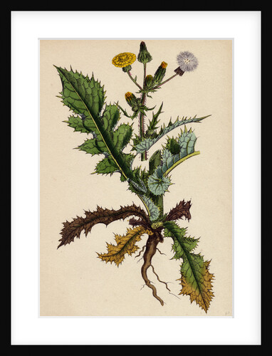 Sonchus Asper Rough Sow-Thistle Form with Pinnatifid Leaves by Anonymous
