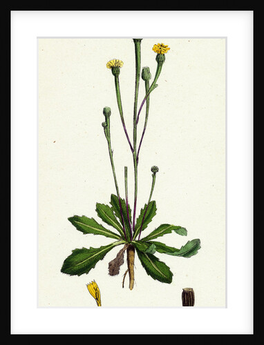 Arnoseris Pusilla Swine's Succory by Anonymous