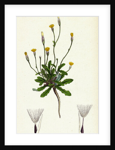 Hypochoeris Glabra Smooth Cat's-Ear by Anonymous