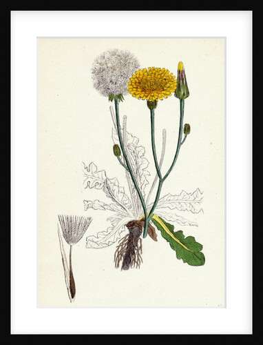 Hypochoeris Radicata Long-Rooted Cat's-Ear by Anonymous