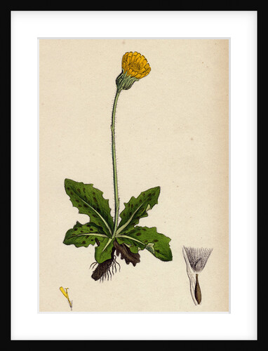 Hypochoeris Maculata Spotted Cat's-Ear by Anonymous