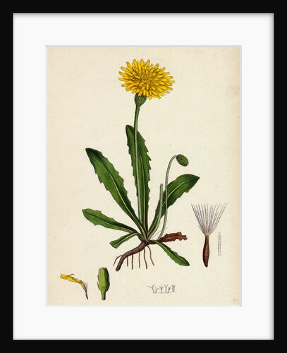 Leontodon Hispidus Rough Hawk-Bit by Anonymous