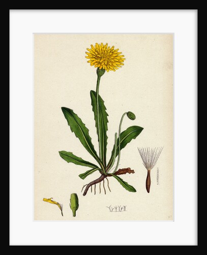 Leontodon Hispidus Rough Hawk-Bit by Anonymous