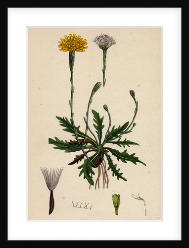 Leontodon Autumnalis Var. Genuinus Autumnal Hawk-Bit Var. A. by Anonymous