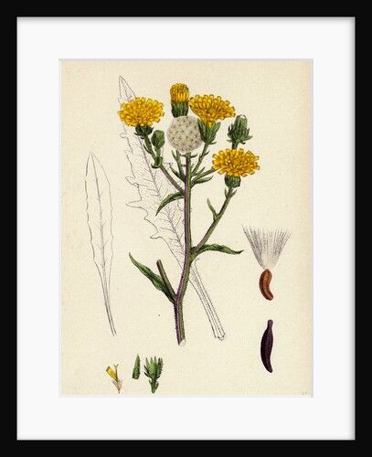 Picris Hieracioides Hawk-Weed Ox-Tongue by Anonymous