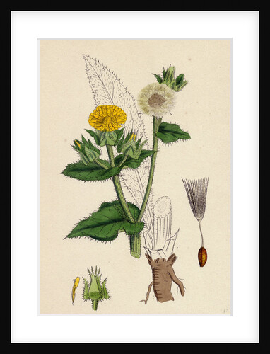 Helminthia Echioides Bristly Ox-Tongue by Anonymous