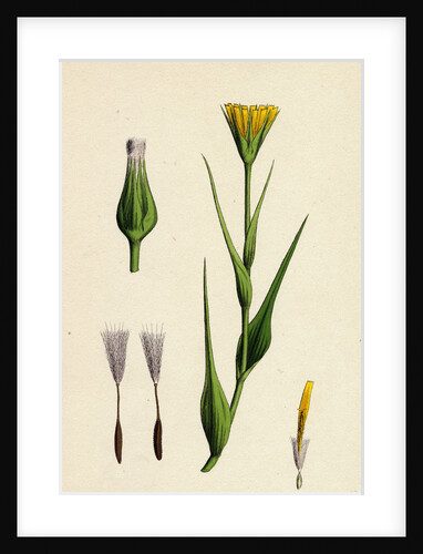 Tragopogon Pratensis Var. Genuinus Yellow Goat's-Beard Var. A. by Anonymous