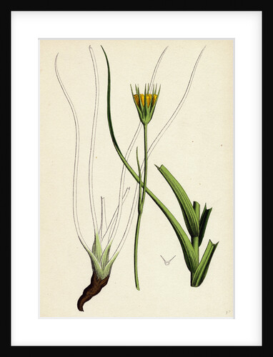 Tragopogon Pratensis Var. Minor Yellow Goat's-Beard Var. B. by Anonymous