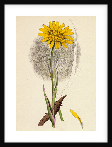 Tragopogon Pratensis Var. Grandiflorus Yellow Goat's-Beard Var. Y. by Anonymous