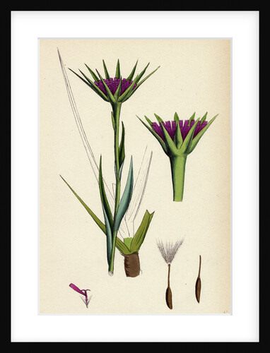 Tragopogon Porrifolius Salsify by Anonymous