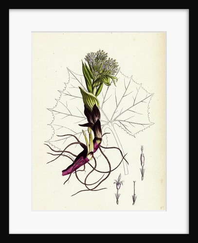 Petasites Albus White Coltsfoot by Anonymous