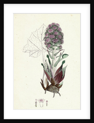 Petasites Vulgaris Common Butter-Bur Sub-Male by Anonymous