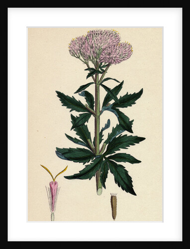 Eupatorium Cannabinum Common Hemp-Agrimony by Anonymous