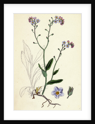 Myosotis Sylvatica Wood Forget-Me-Not by Anonymous