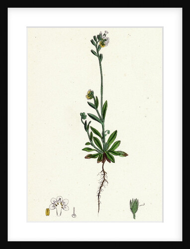 Myosotis Versicolor Yellow and Blue Forget-Me-Not by Anonymous