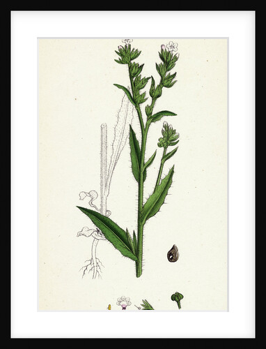 Anchusa Arvensis Small Bugloss by Anonymous