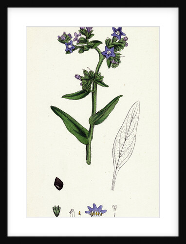 Anchusa Officinalis Common Alkanet by Anonymous