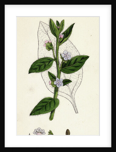 Anchusa Sempervirens Evergreen Alkanet by Anonymous