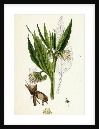 Symphytum Officinale Var. Genuinum Common Comfrey Var. A. by Anonymous