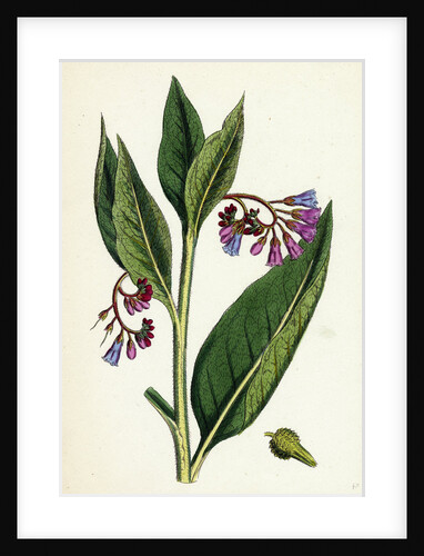 Symphytum Officinale Var. Patens Common Comfrey Var. B. by Anonymous