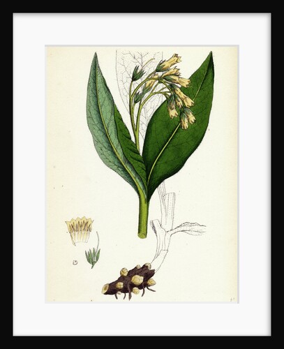 Symphytum Tuberosum Tuberous Comfrey by Anonymous
